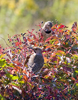Northern Flickers Yellow-shafted male and female